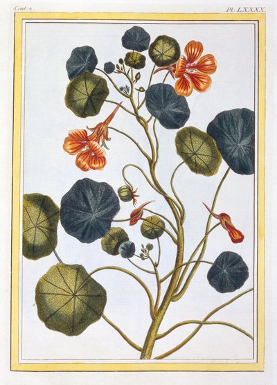 La Capucine (Kapuzinerkresse), ca. 1776 von Pierre Joseph Buchoz